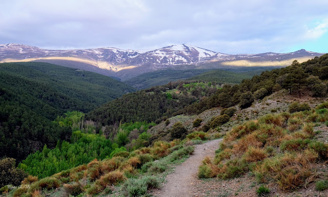 Jérez del Marquesado, Lomilla el Viento, Sierra Nevada, Picón