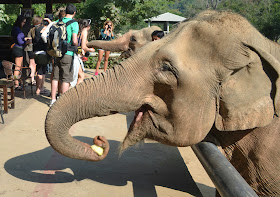 asian elephant thailand