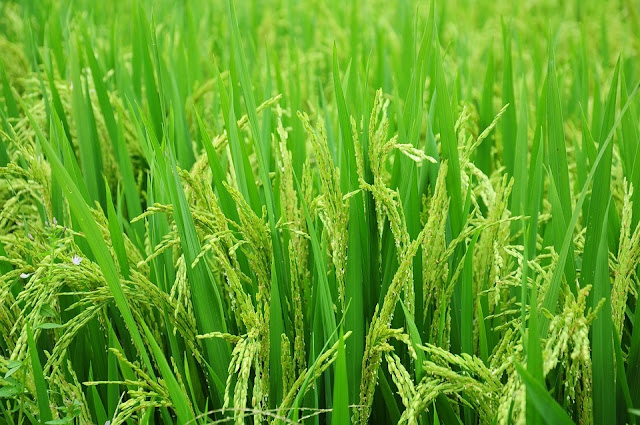 Step By Step Guide On How To Start Rice Farming In Nigeria