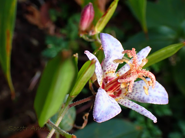 Tricyrtis hirta*Tricyrtis Amethystina