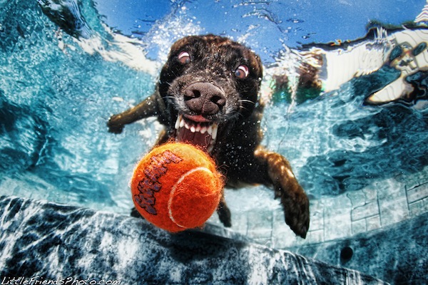 Awesome photos of underwater dogs taken by Seth Casteel, underwater dogs, underwater dog pictures, Seth Casteel, funny dog pictures