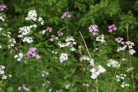 a color mix of dame's rocket flowers