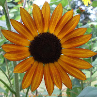 Autumn Beauty Sunflower Blossom