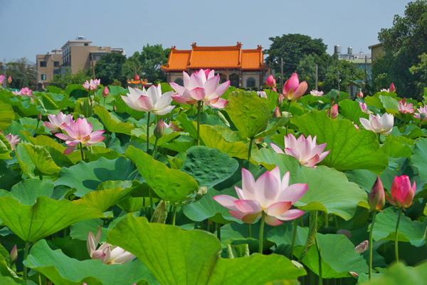 嘉義民雄保安宮荷花池荷花朵朵開，黃家宗祠當背景畫面更豐富