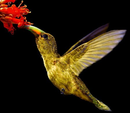 Tingkah Indah Burung Di AlamSaung Bird | Burung Kicauan