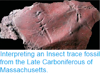 http://sciencythoughts.blogspot.co.uk/2014/01/interpreting-insect-trace-fossil-from.html