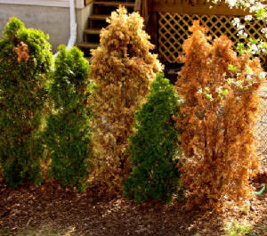 Arborvitae Dying1