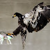 Empresas usam disparo de gás e aves de rapina para combater drones indesejados