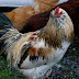 Someday I'll Have Real Chickens!