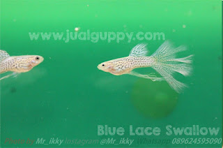   makanan ikan guppy biar cepat besar, jual ikan guppy import, jual ikan guppy, jual guppy, cara agar ikan guppy cepat beranak, ikan guppy, ikan guppy import, guppy import, guppy full red, jenis ikan guppy import, jasa pengiriman hewan dari depok ke pangkal pinang, guppy agen, jual guppy import 2015, ikan guppy super red, cara membuat buntut ikan guppy cepat panjang dan lebar, bandar ikan guppy, gimana cara agar ikan guppy terlihat bagus, guppy red head merawat,