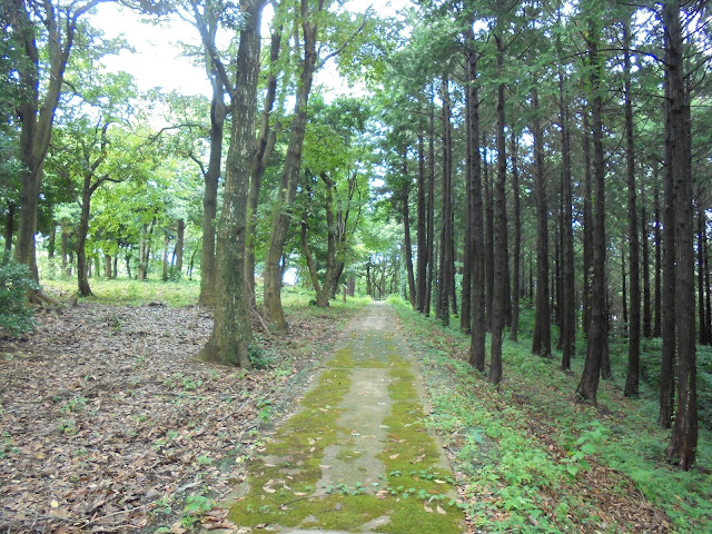 弥生の森の遊歩道