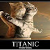 Titanic, versión gatos
