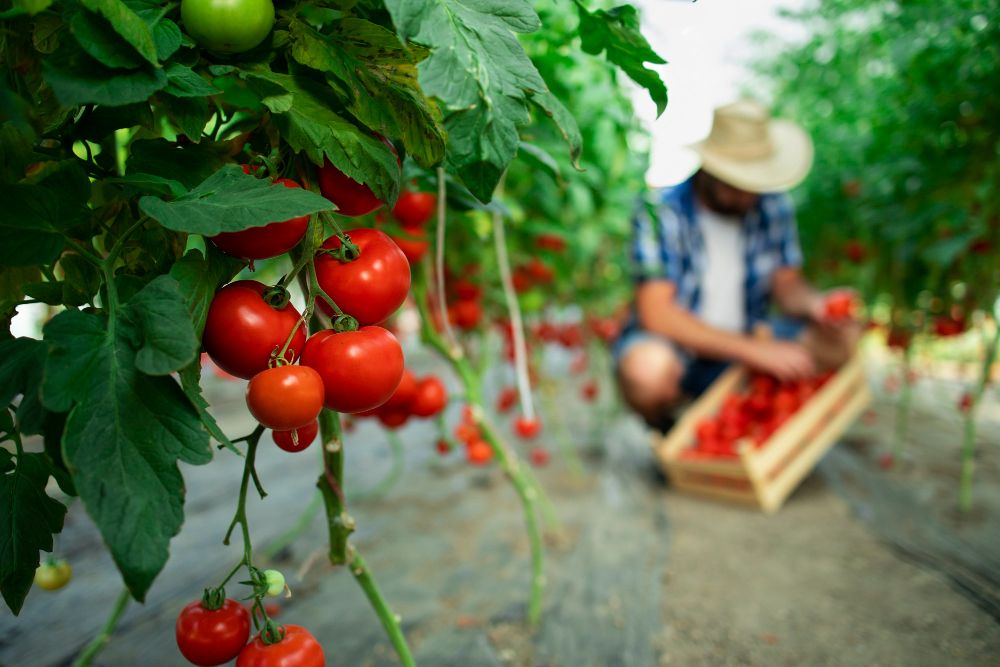 how-to-run-a-successful-farm-to-table-restaurant-1