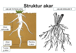    Pengertian Umur Tanaman Padi Ciherang Ciri-Ciri Morfologi dan Jarak Tanam Berikut Manfaat 