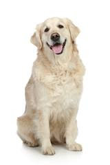 Golden Retriever Breeds