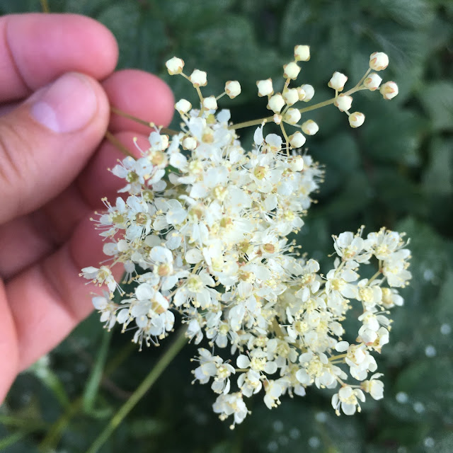 Mjødurtblomst og knopper