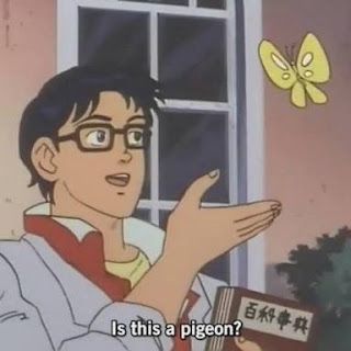 IS THIS A PIGEON