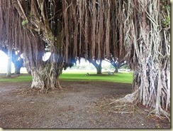 20131012_Banyans near bus stop Hilo (Small)