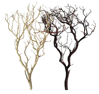 [Manzanita+Branches.jpg]