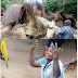 Old Woman Whose Hut Was Crushed By A Huge Tree In Imo State, Comes Out Alive!  
