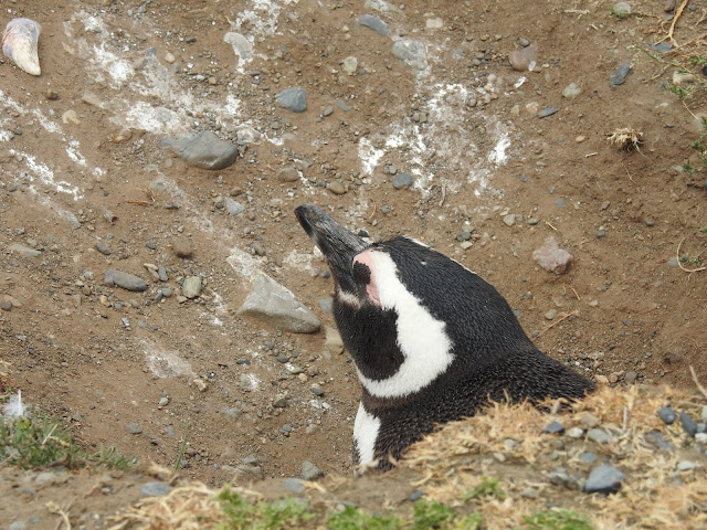 Magdalena Island - Los Pingüinos Natural Monument
