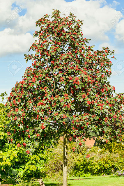 Sorbus hybrida 'Gibbsii'