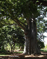 Large baobab tree, Foster Botanical Garden - Honolulu, HI