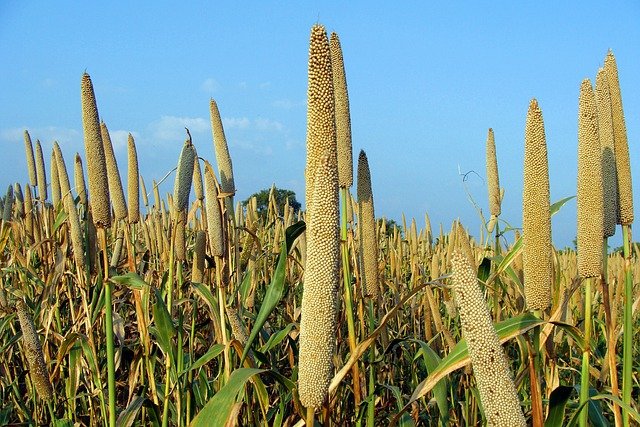 does millet need to be soaked