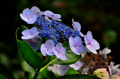 Hydrangea care and culture