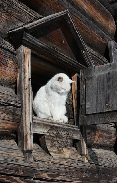 Discover thousands of pictures white cats 