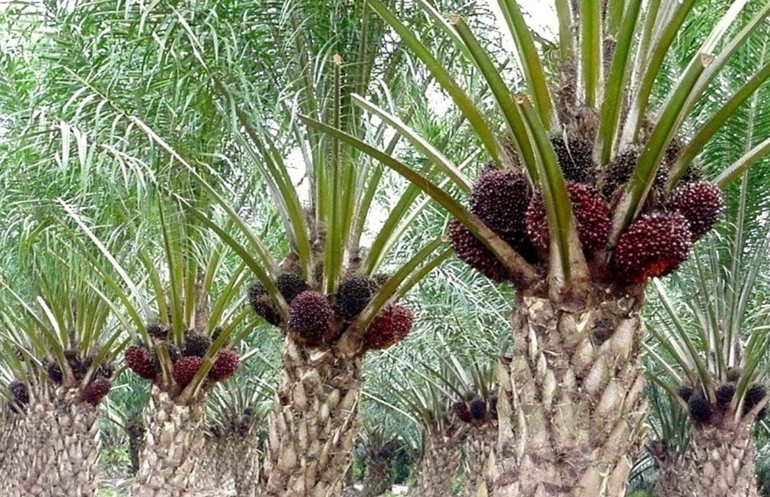 5 Daerah Penghasil Kelapa  Sawit  di Indonesia Ruana Sagita