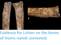 https://sciencythoughts.blogspot.com/2016/10/evidence-for-lichen-on-bones-of-homo.html