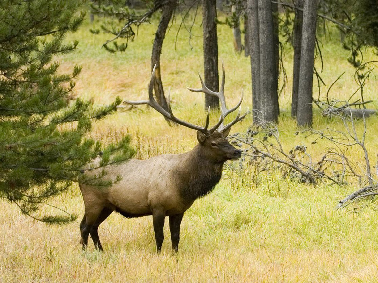 Wallpapers Elk Wallpapers HD Wallpapers Download Free Map Images Wallpaper [wallpaper684.blogspot.com]