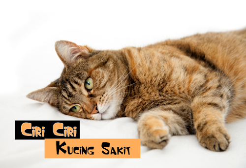 Tanda Kucing Sakit