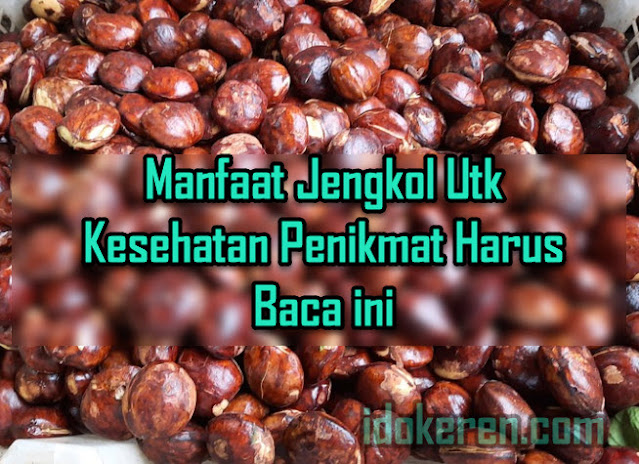 Manfaat Jengkol Utk Kesehatan Penikmat Harus Baca ini