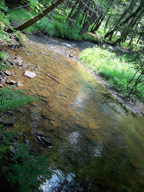 A peaceful stream in the Allegheny National Forest