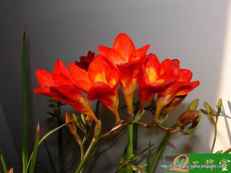 兰花-花:K09020112331242