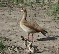 Egyptian goose with her goslings, Tanzania, by Daniel St-Laurent, Jan. 2018