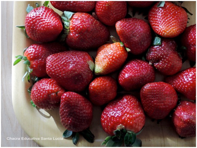 Frutillas - Chacra Educativa Santa Lucía