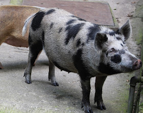 Tierpark Gera Schweine