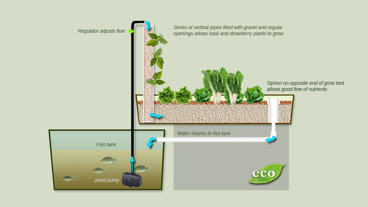 Aquaponics - Definition ~ Aquaponics Costa Rica