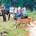 Jim Corbett Resorts Packages