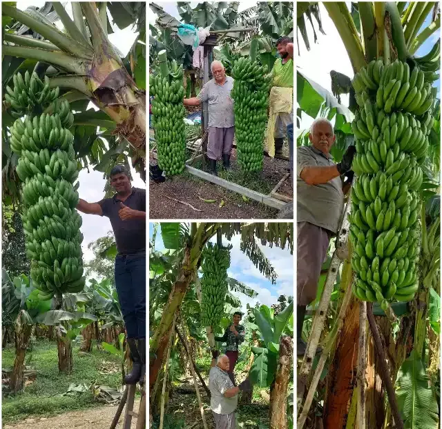 Maior Cacho de Banana do Brasil é colhido em Sete Barras no Vale do Ribeira