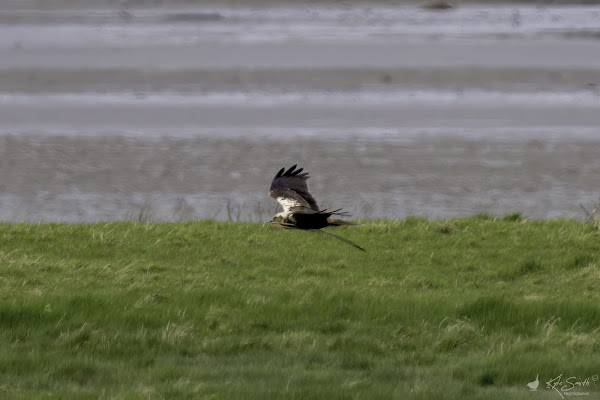 Marsh harrier