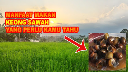 MANFAAT MAKAN KEONG SAWAH YANG PERLU KITA TAHU