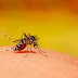Βρήκαν πώς τα κουνούπια «μυρίζουν» τον ιδρώτα μας – Πώς να γλιτώσετε!