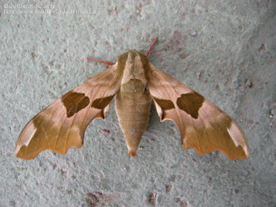 http://www.biodiversidadvirtual.org/insectarium/Mimas-tiliae-img123930.html