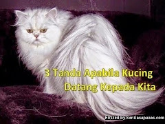 3 Tanda Apabila Kucing Datang Kepada Kita