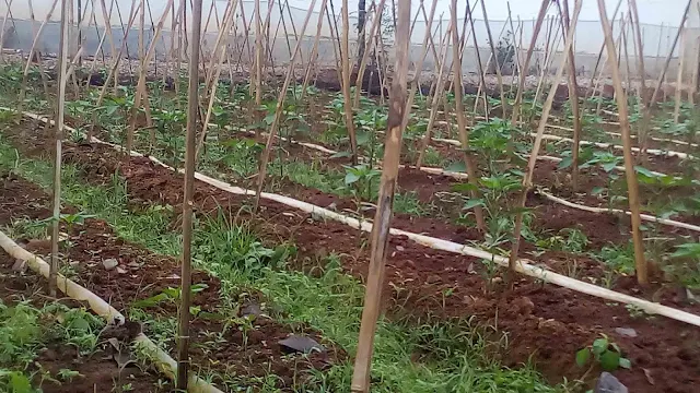 Simple Drip Irrigation System by Citro Mduro