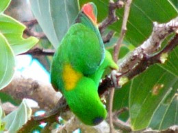 Blue-crowned Hanging Parrot